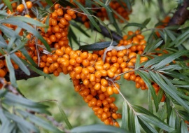 6 Công Dụng Nổi Bật Của Tinh Dầu Sea Buckthorn