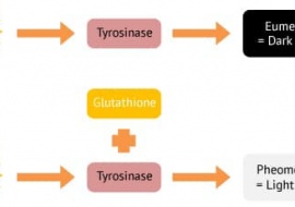 Vai Trò Gluthathione Trong Làm Trắng